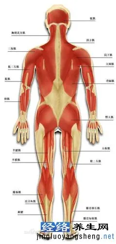 从骨骼肌探索拍打拉筋科学原理