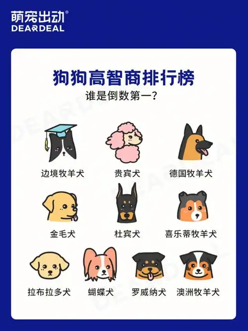 狗狗智商排行榜79你家狗子排第几71