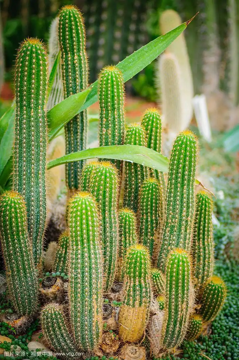 仙人掌.不同类型的肉质植物