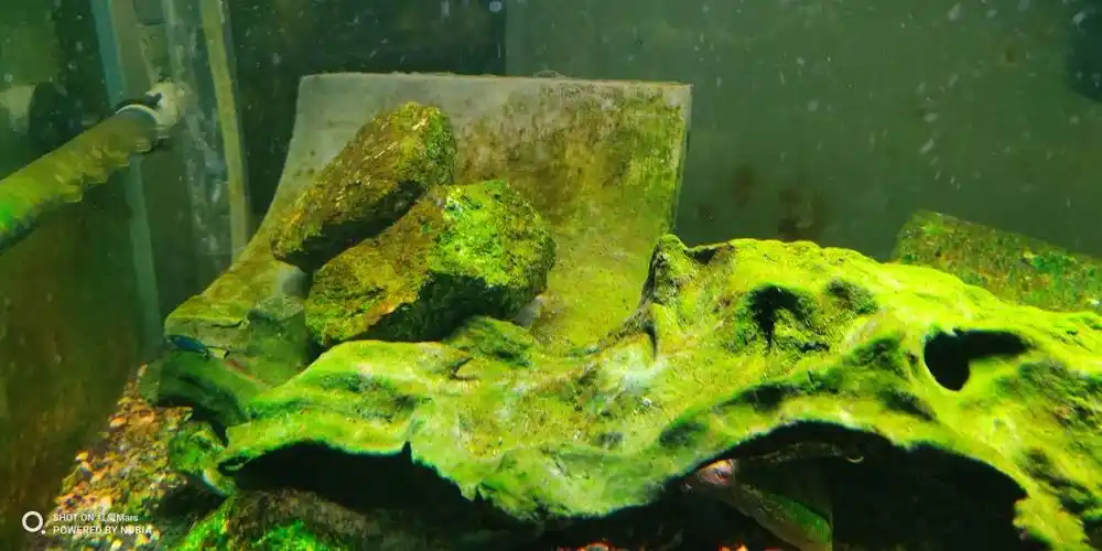 绿藻逐渐被褐藻占领