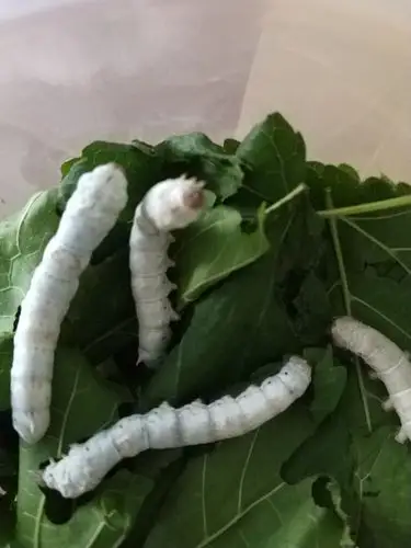 蚕宝宝的成长过程  写美篇五龄蚕 在进行最后一次退皮后变成了蚕蛹