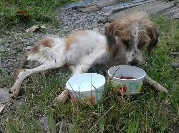 回顾:为何城市中流浪狗越来越多?它们从哪里来的?又该如何处理?