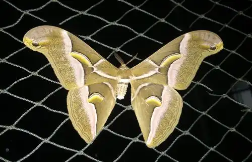 樗蚕蛾philosamiacynthiawalkeretfelder