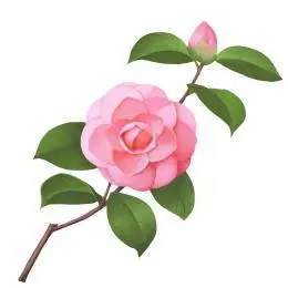 卡通手绘植物花卉山茶花插画