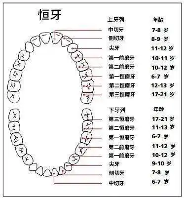 因为这种屹立不倒的乳牙如果不及时拔掉,那么恒牙萌出的位置会偏离