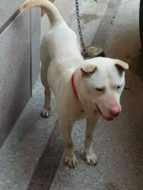 潮汕大头狗为什么逐渐受欢迎?主人:养后就看不上其他狗