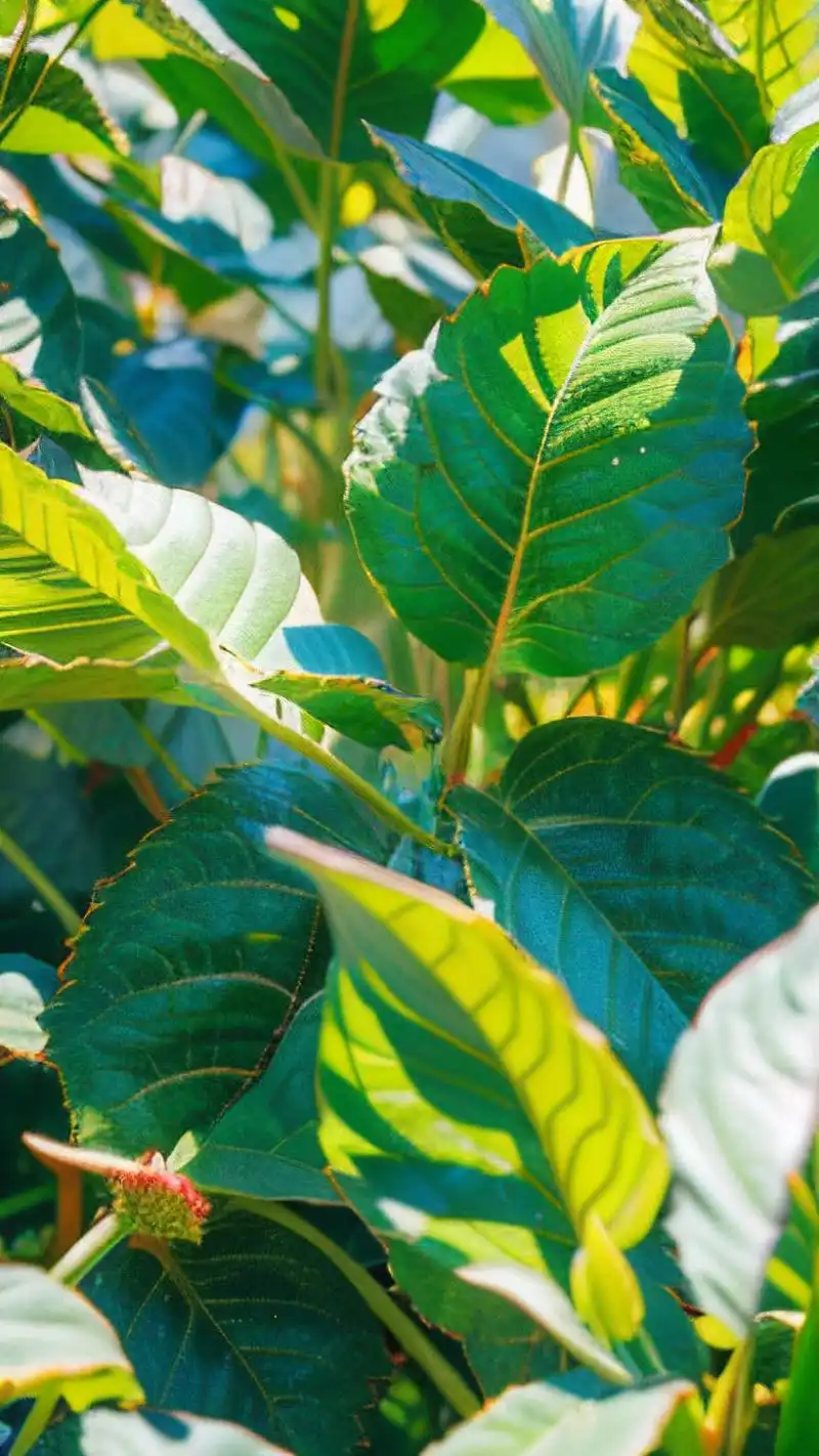 夏日清新绿叶壁纸,给手机换个心情95