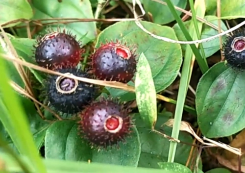 秋季才有的野果,没想到钙含量这么高,难怪农村娃不吃钙片都很壮