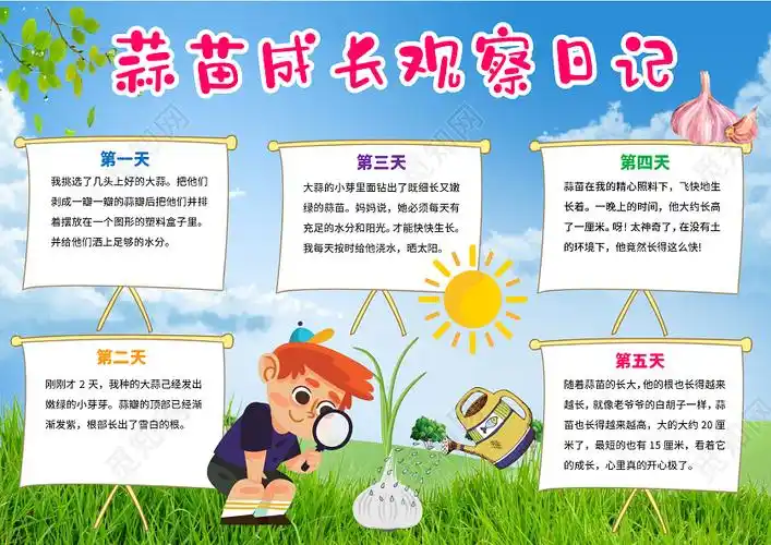蓝色卡通蒜苗成长观察日记蒜苗植物生长小报手抄报卡通小报手抄报