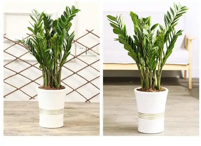 金钱树摇钱树室内客厅大绿植盆栽盆景花卉观叶植物虎雀a金钱树高4050