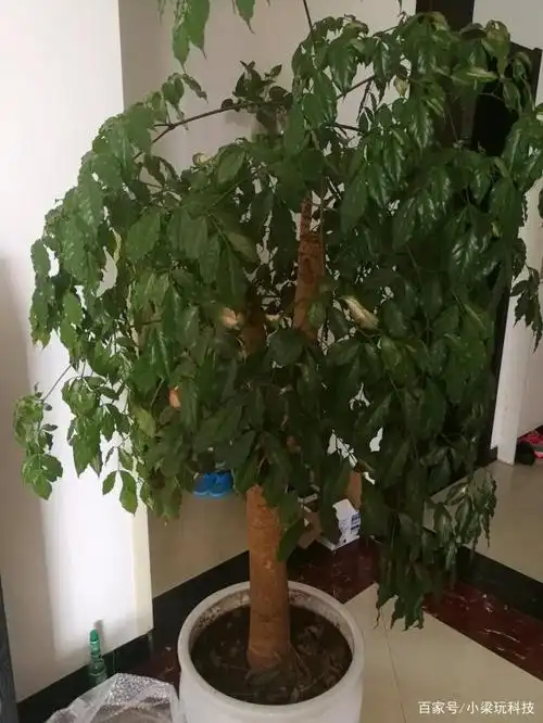 刚买的幸福树,修剪要注意,适当修剪利于生长!