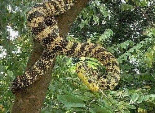 在农村野外看到一条大黄蛇在吞食一条五步蛇,五步蛇不是很厉害吗_手机