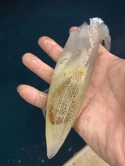 带籽的母管就是母鱿鱼