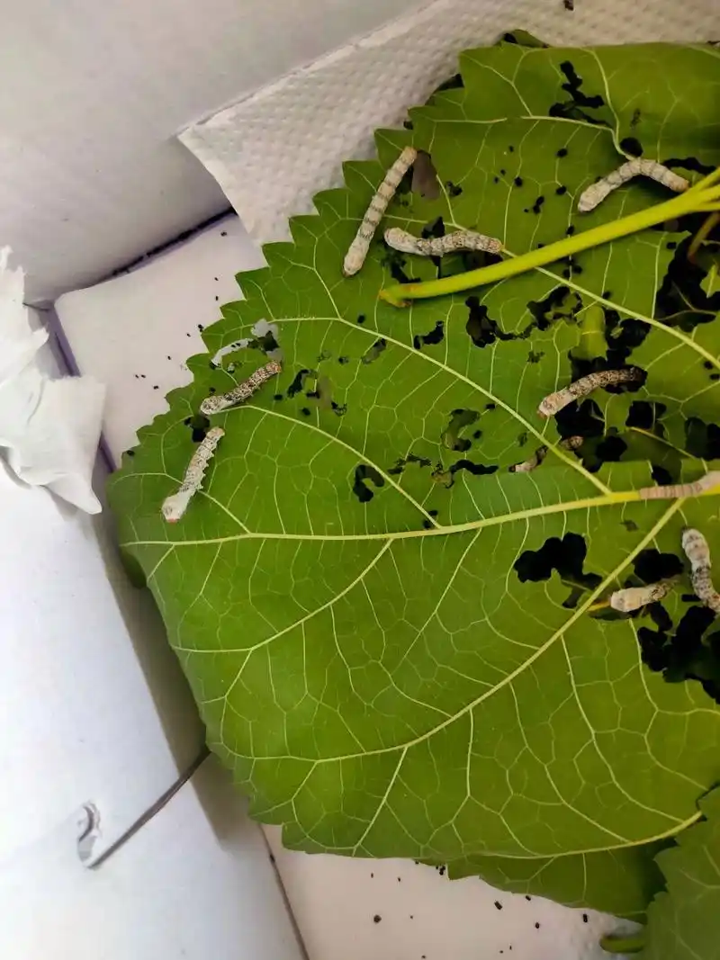 蚕身体发黑 蚕的身体有些黑色斑点,是生病了吗?