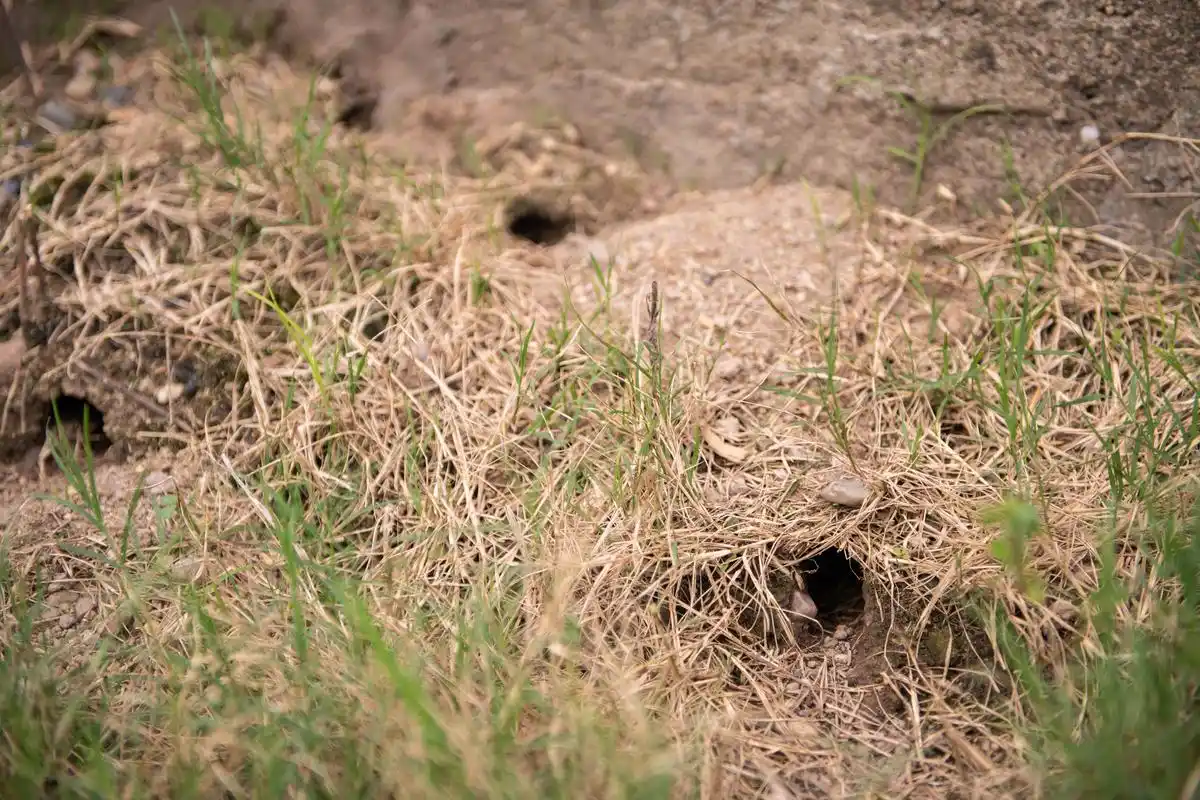 新华社丨洞庭湖区防鼠患