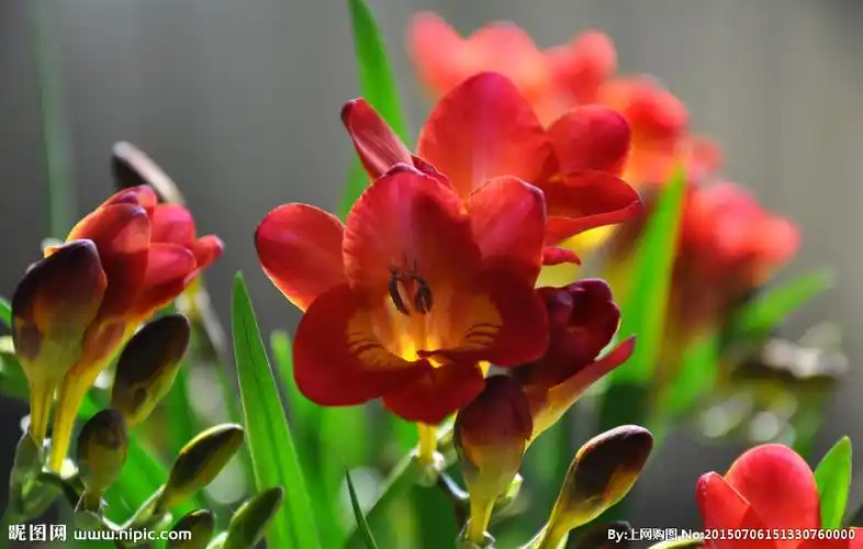 红色香雪兰图片