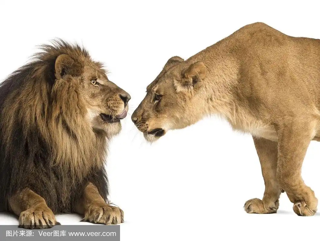 狮子和母狮子互相嗅着对方,狮子panthera,孤立无间