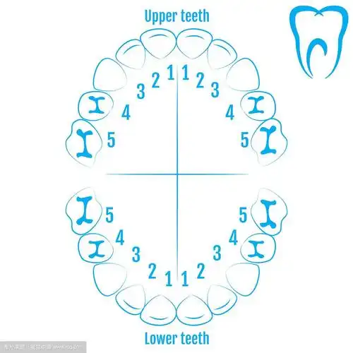 正畸医师人类牙齿解剖与编号