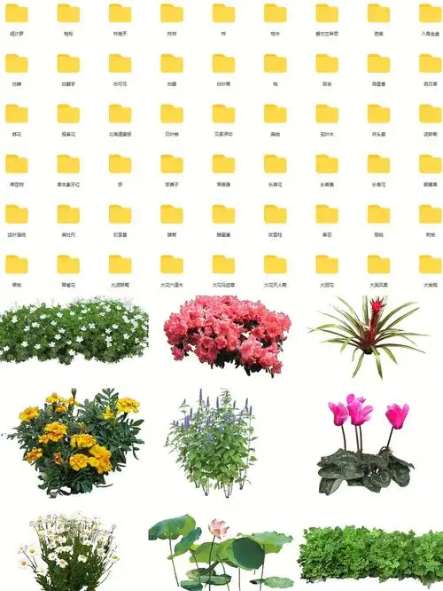 素材分享植物花卉高清免抠