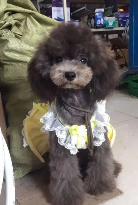 母泰迪跟土狗交配了,生出来的是土狗还是泰迪?