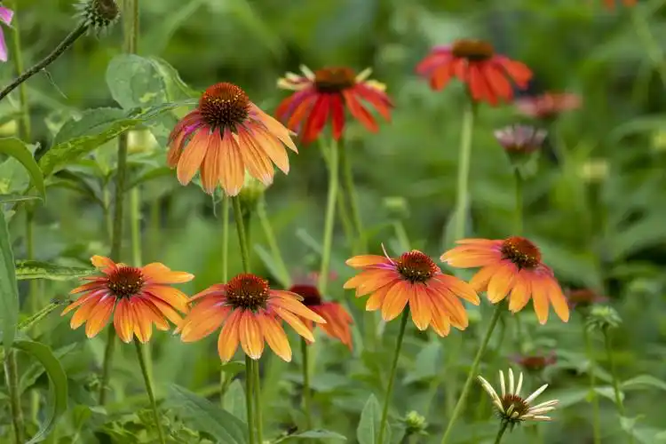 美丽松果菊vv首发