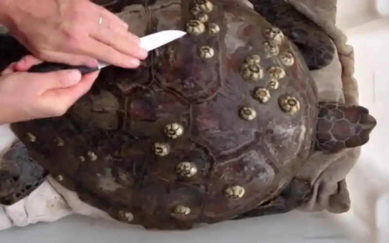 海洋中遭人唾弃的藤壶到底有多可怕看鲸鱼被折磨的样子就懂了