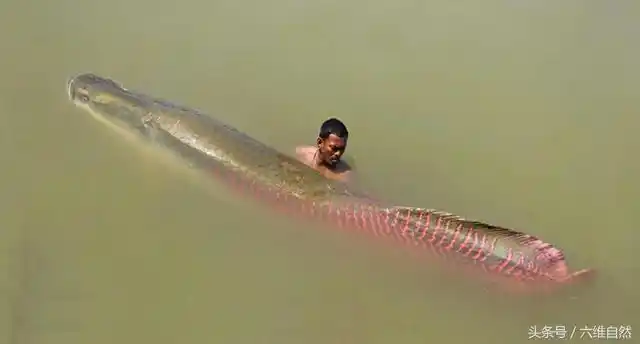 巨骨舌鱼是世界上最大的淡水鱼之一,一般成鱼都有2米,最大的能达到6米