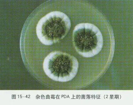 哪里能买到各类菌落的海报