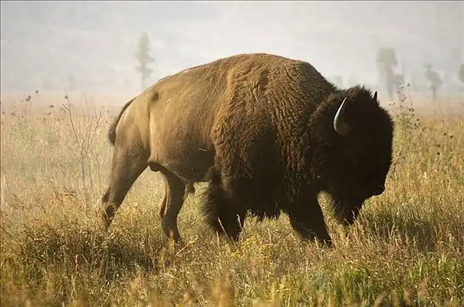美洲野牛_全景网