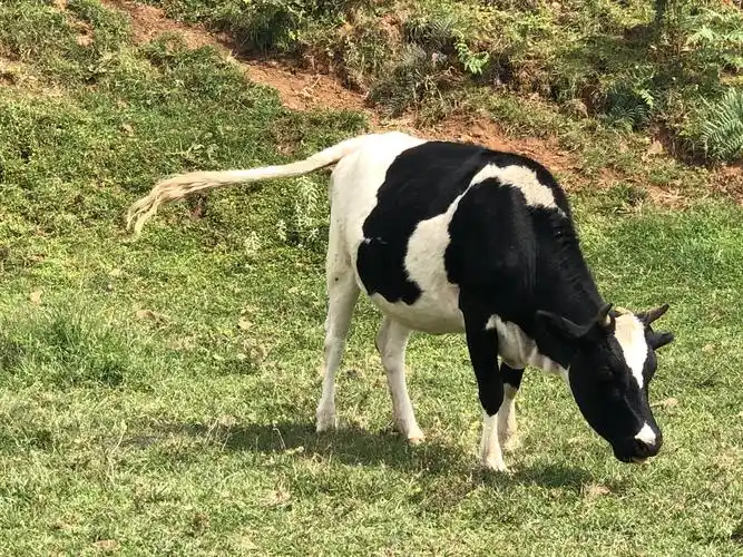 牛尾巴甩起来,是欢迎我们的到来吗?