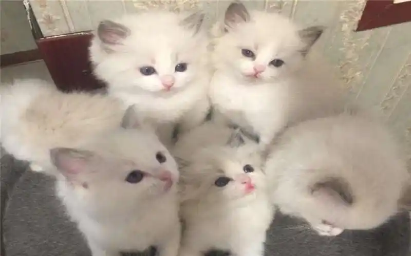 猫咪意外怀孕,小伙担心了几个月,小猫出生后,20万也不卖-萌宠视频