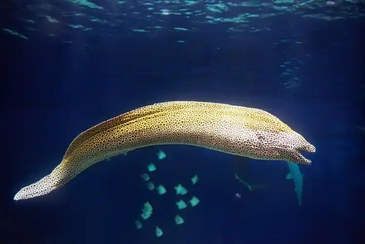 海鳗图片_海鳗高清图片_全景视觉