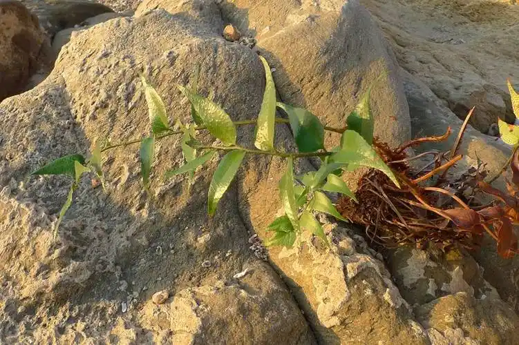 我见到的山东本土野生植物(28)全缘贯众
