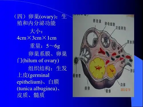 大小: 4cm×3cm×1cm 重量:5~6g 卵巢系膜,卵巢 门(hilum of