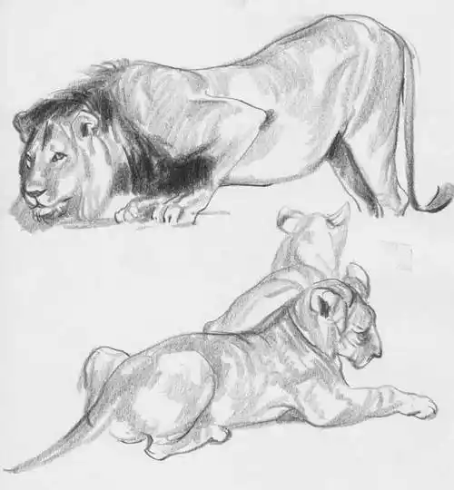 动物速写作品,诠释线与面的魅力!