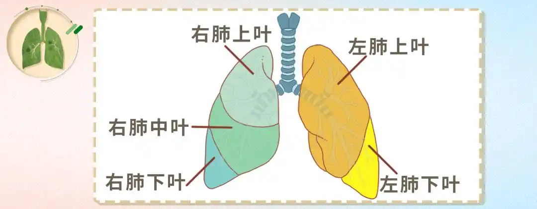 先来说说肺的解剖结构,我们的肺脏分为左肺和右肺两大部分,左肺又分为