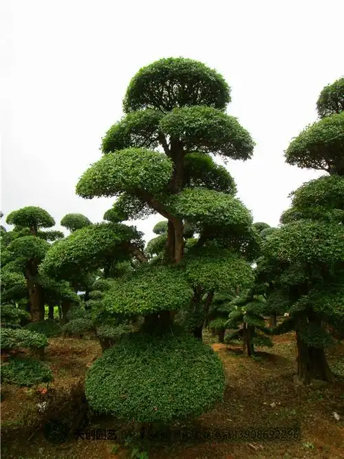 对节白蜡造型树