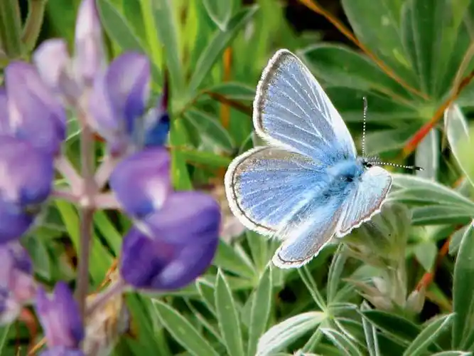 mission blue butterfly