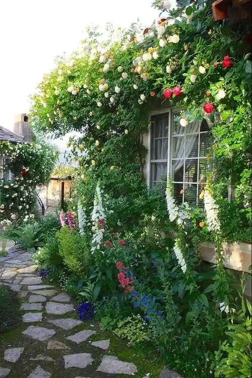 隔壁家的小院种满了花,花开时美到哭了