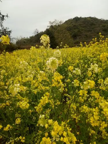 春天最美的风景