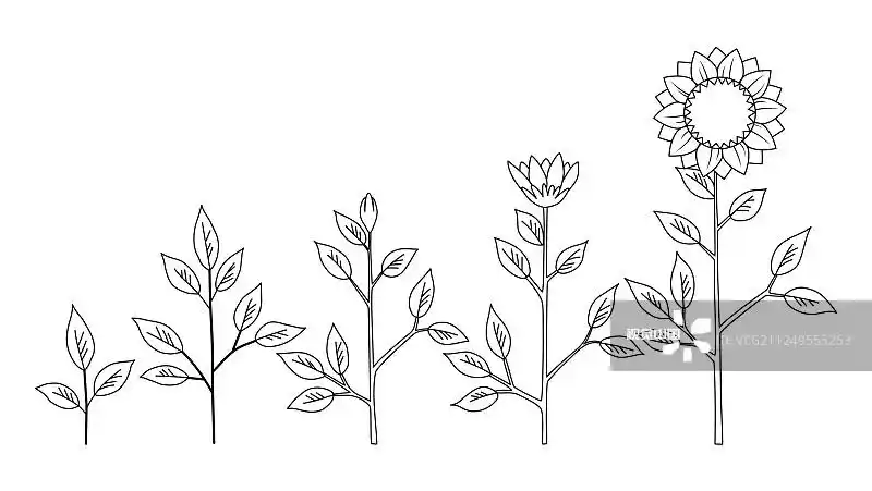 向日葵植物生长阶段着色