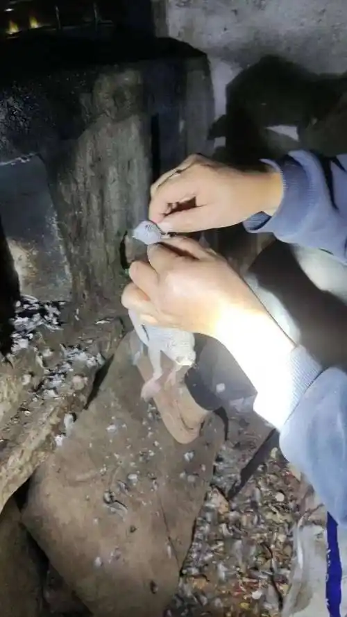 四川遂宁一男子贪吃野味自制弹弓枪非法狩猎野生鸟类被抓获