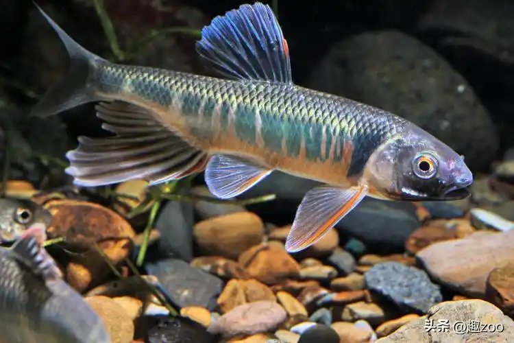 国内十大难吃淡水鱼排名,令人难以下咽