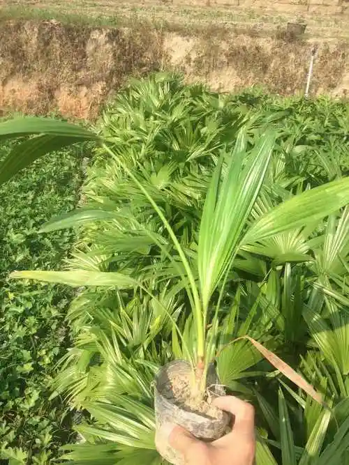 矮蒲葵_矮蒲葵面议_矮蒲葵采购_南安水木园林专业合作社-花木易购