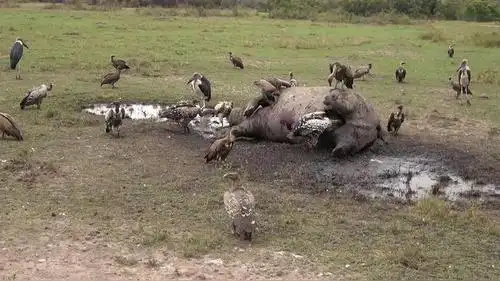 秃鹫大快朵颐的吃着河马肉,没发现危险来临,最后想逃都来不及