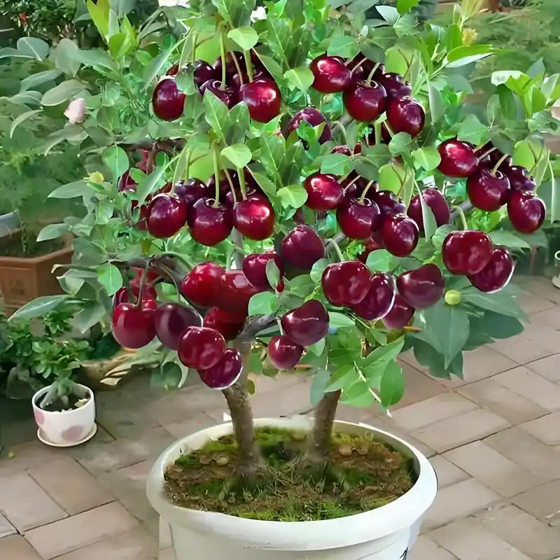 盆栽车厘子种植方法及技巧,与规模化种植有什么不一样?