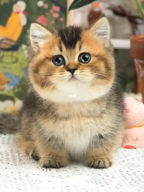 cy等)甜美海双布偶,蓝双布偶弟弟妹妹德文卷毛猫纯白,纯蓝,纯黑,虎斑