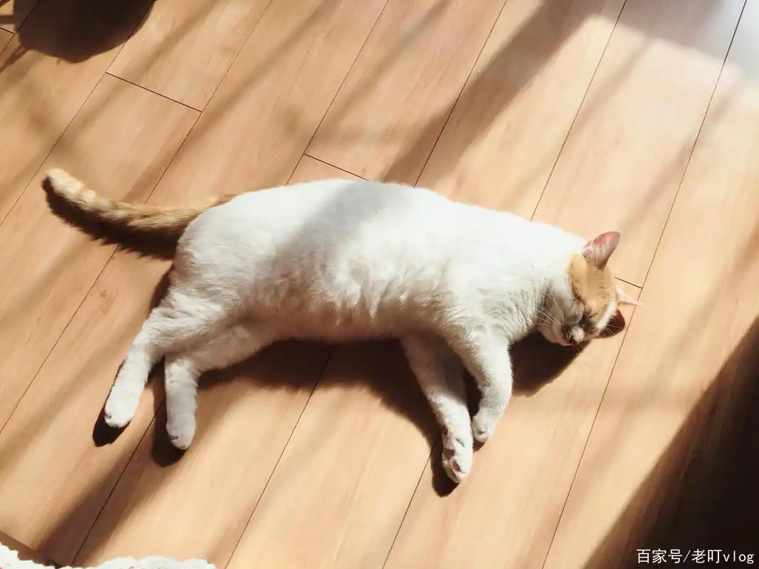爱晒太阳的懒猫猫