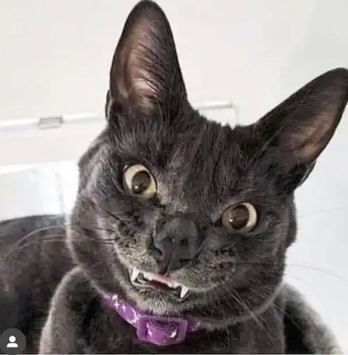 有些猫笑起来咋就那么尴尬呢