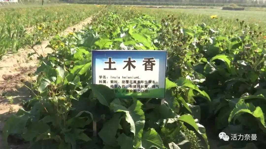 基地位于大沁他拉镇兴隆地村,总面积530亩,其中,标准化种植区306亩